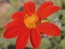 Mexican Sunflower 'Torch'