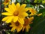 Mexican Sunflower 'Torch'