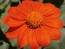 Mexican Sunflower 'Orange Torch' 