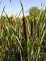 Cattail Seeds