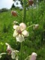 Moth Mullein Seeds (Certified Organic)