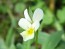 Wild Pansy Seeds (Certified Organic)