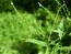 White Vervain Seeds (Certified Organic)