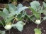 Kohlrabi 'Early White Vienna'