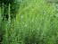 Winter Savory