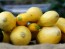 Squash 'Summer Yellow Crookneck'