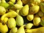 Squash 'Summer Yellow Crookneck'